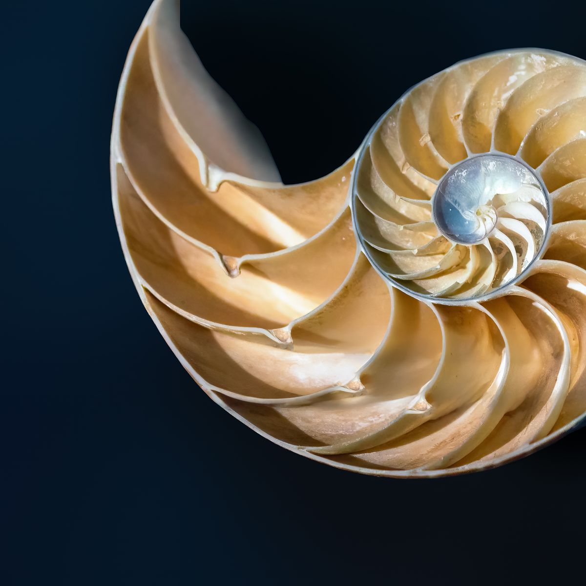 The spiral chambers of a nautilus shell